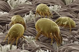 dustmites